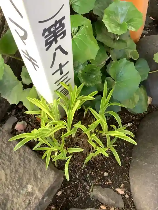 洲嵜神社の自然