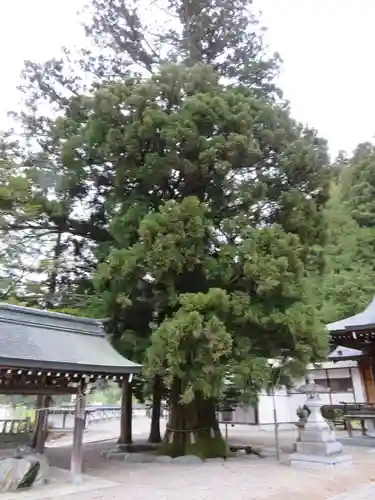 村上神社の自然