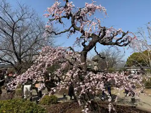 東寺（教王護国寺）の{uncategorized: "未分類", other: "その他", undefined: "問題あり", building: "その他建物", grave: "お墓", sacred_gate: "鳥居", guardian: "狛犬", statue: "像", buddha: "仏像", history: "歴史", nature: "自然", garden: "庭園", animal: "動物", pagoda: "塔", temizu: "手水舎", mountain_gate: "山門・神門", sanctuary: "本殿・本堂", subordinate: "末社・摂社", art: "芸術", scenery: "景色", jizo: "地蔵", ema: "絵馬", goshuin: "御朱印", omikuji: "おみくじ", items: "授与品その他", amulet: "お守り", goshuincho: "御朱印帳", eats: "食事", festival: "お祭り", votive_dance: "神楽", shichigosan: "七五三参", wedding: "結婚式", experience: "体験その他", initially: "初詣", around: "周辺", anti_infection: "感染症対策"}