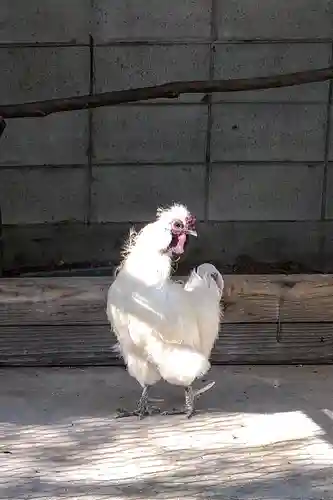 阿智神社の動物