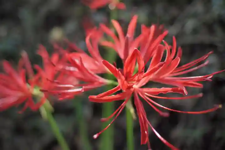 糀谷八幡宮の自然