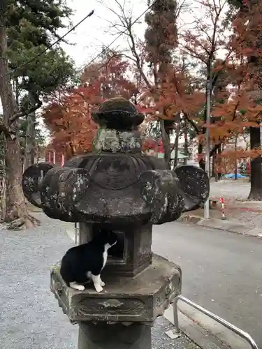 金乗院放光寺の動物