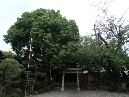 朝椋神社の鳥居