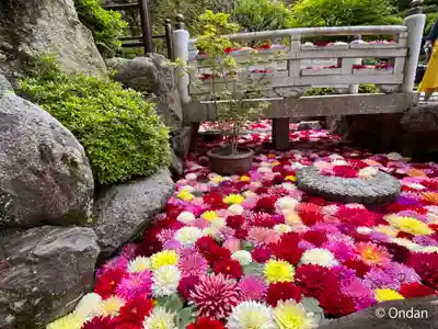 岡寺(龍蓋寺)(奈良県)