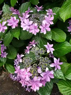 常泉院(東京都)