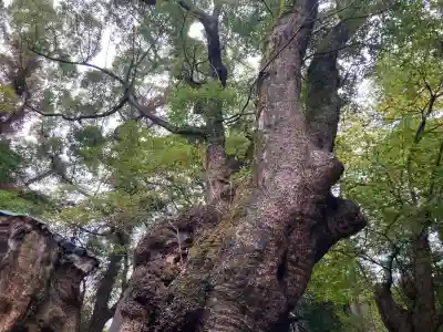 來宮神社(静岡県)