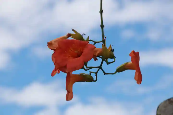 大鏑神社の自然