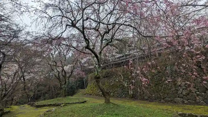 勝持寺(花の寺)(京都府)