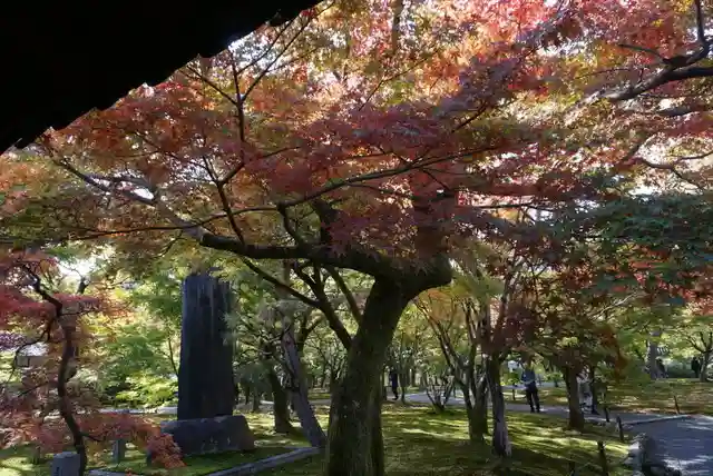 東福禅寺(東福寺)の自然