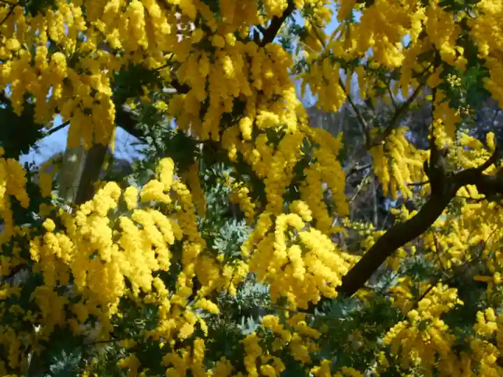 来迎寺(材木座)の自然