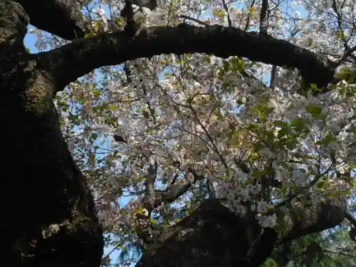 極楽寺（霊鷲山感應院極楽律寺）の自然