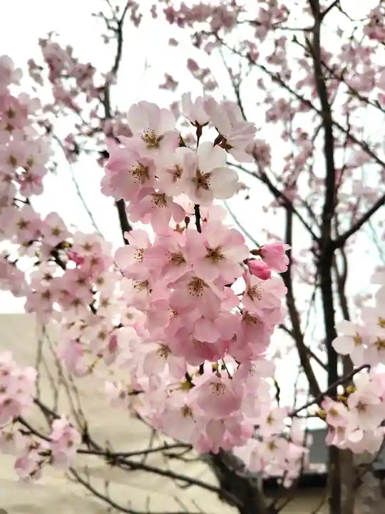 浅沼八幡宮(栃木県)
