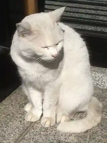 城岡神社の動物