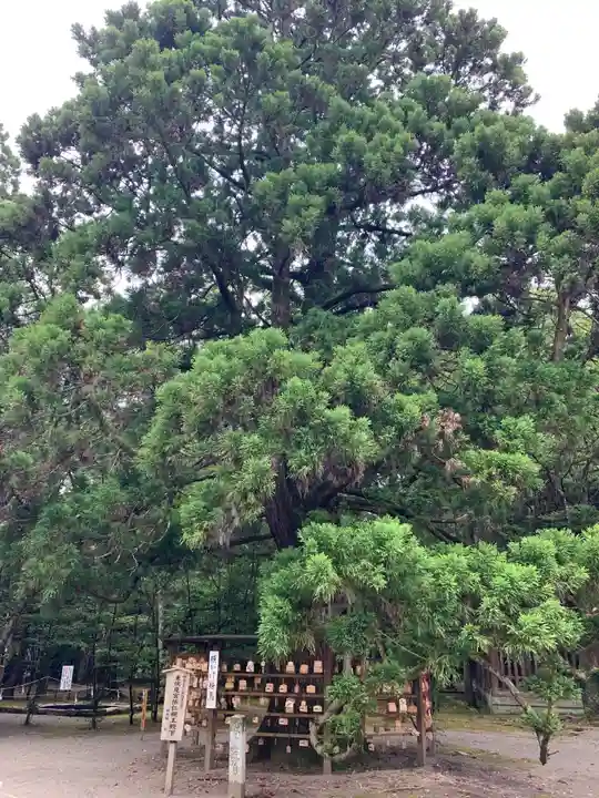 宮崎神宮の自然