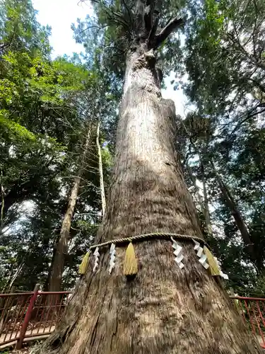 麻賀多神社の自然