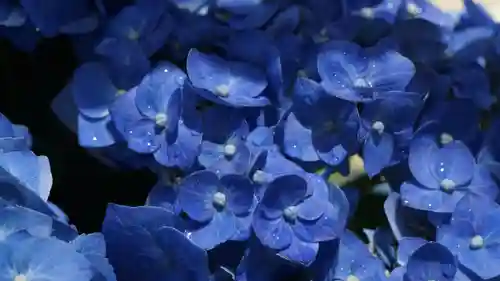 三室戸寺(京都府)
