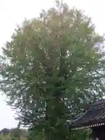 天徳寺(山口県)