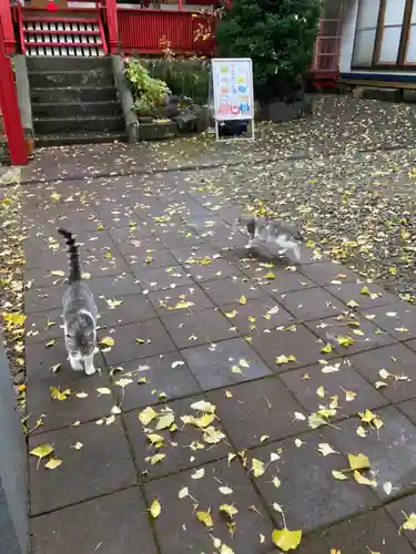 鹿角八坂神社の動物