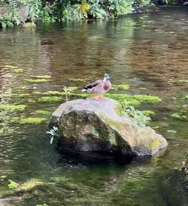 富士山本宮浅間大社(静岡県)