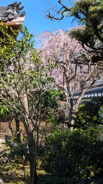 實泉院(実泉院)(京都府)