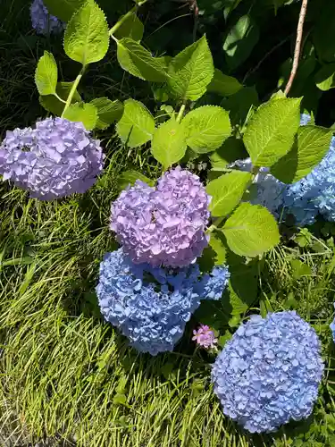 矢田寺(奈良県)