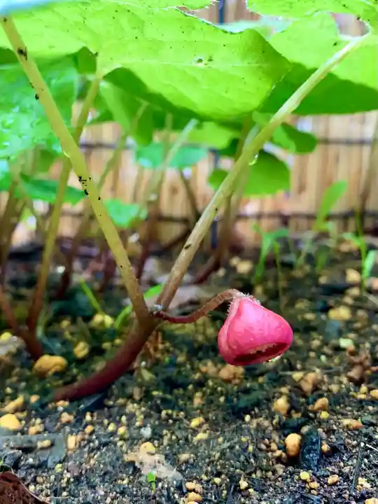 土津神社|こどもと出世の神さまの自然