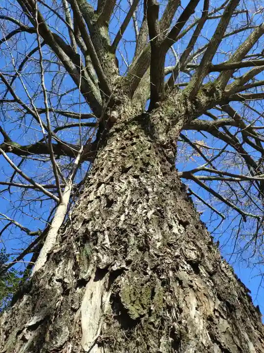 田無神社(東京都)