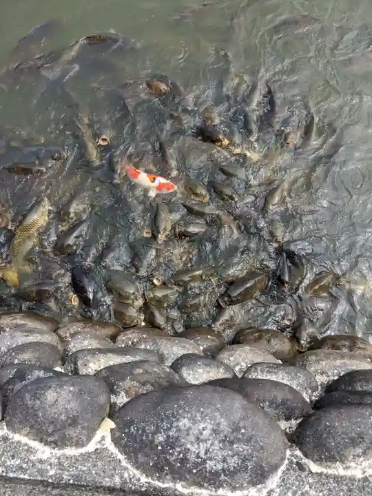 八大白龍大神の動物
