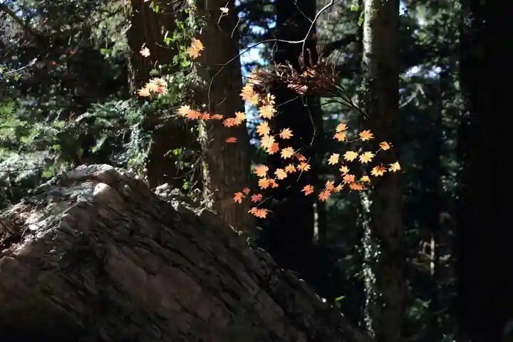 鹿島大神宮の自然