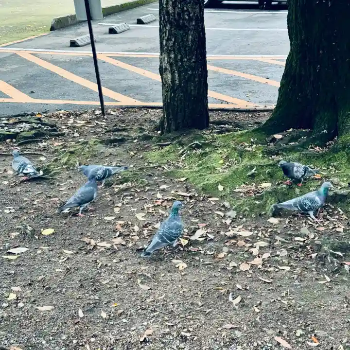 川口神社(埼玉県)