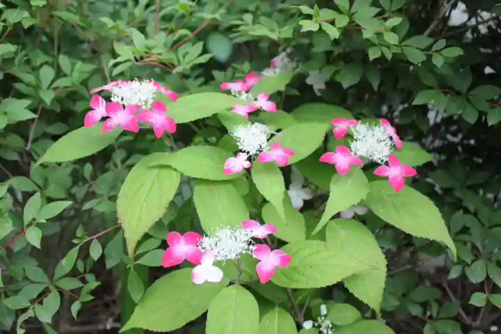 高幡不動尊 金剛寺(東京都)