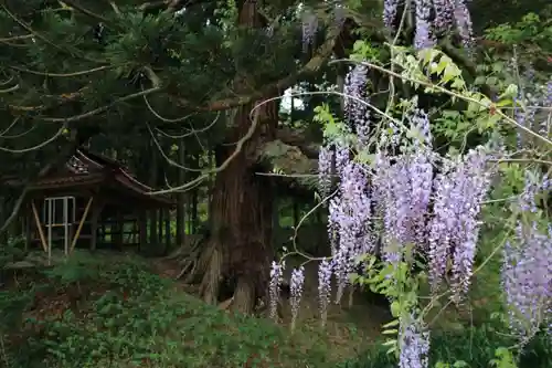 熊野大権現堂の自然