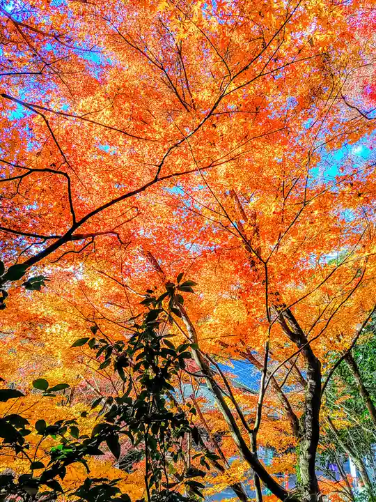 犬山寂光院の自然