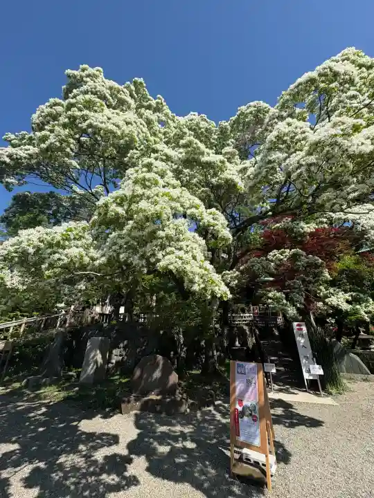 深大寺(東京都)