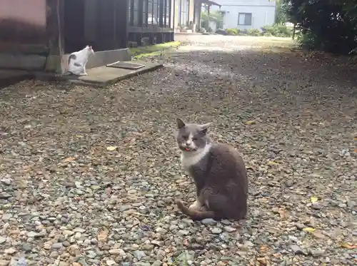 塩竈神社の動物