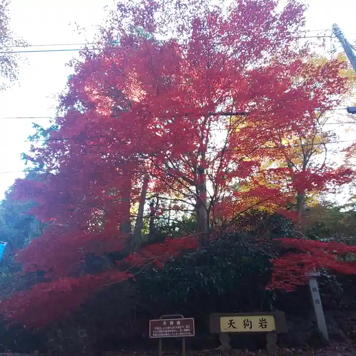 唐澤山神社の自然