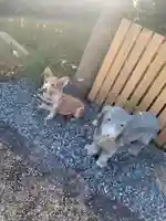 三宝荒神宮の動物