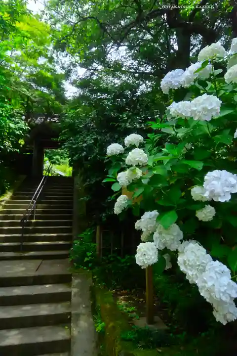 黄梅院(円覚寺塔頭)(神奈川県)