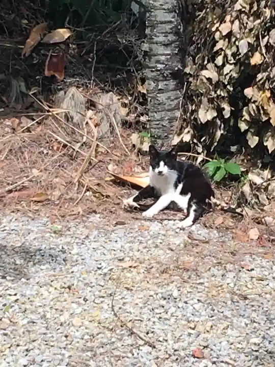沖縄県護国神社の動物