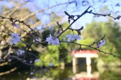 武蔵一宮氷川神社(埼玉県)