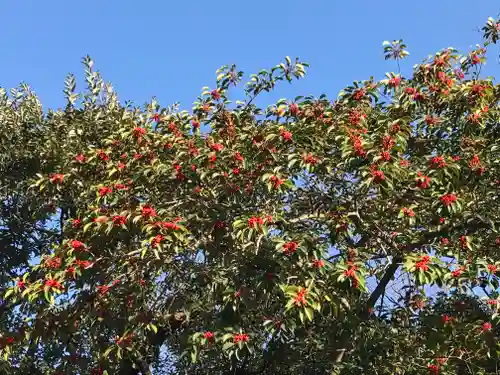 菊田神社の自然