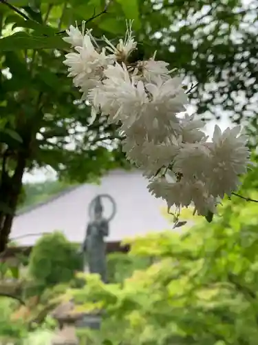 青龍山 吉祥寺の自然