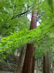 天徳寺の自然