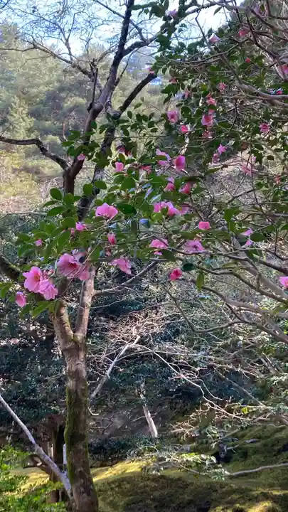 慈照寺(慈照禅寺・銀閣寺)(京都府)
