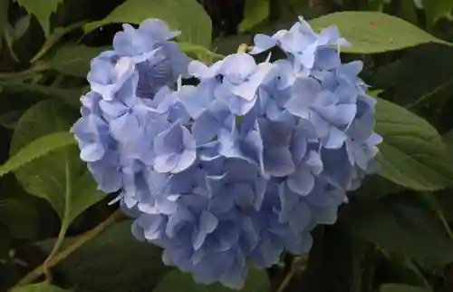 国宝 大法寺の自然