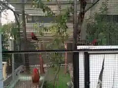 高知大神宮の動物