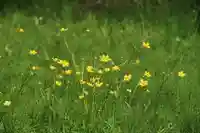 鹿島大神宮の自然