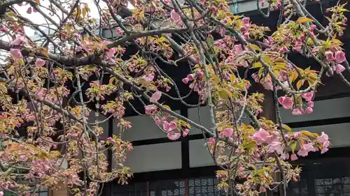 墨染寺（桜寺）(京都府)
