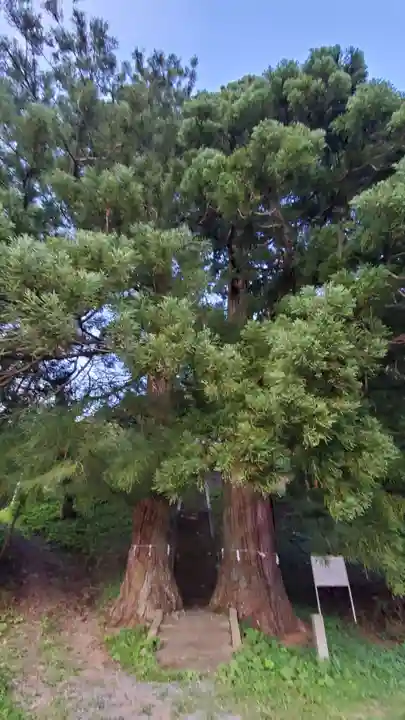 八雲神社の自然