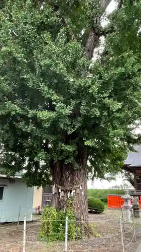 八幡神社の自然